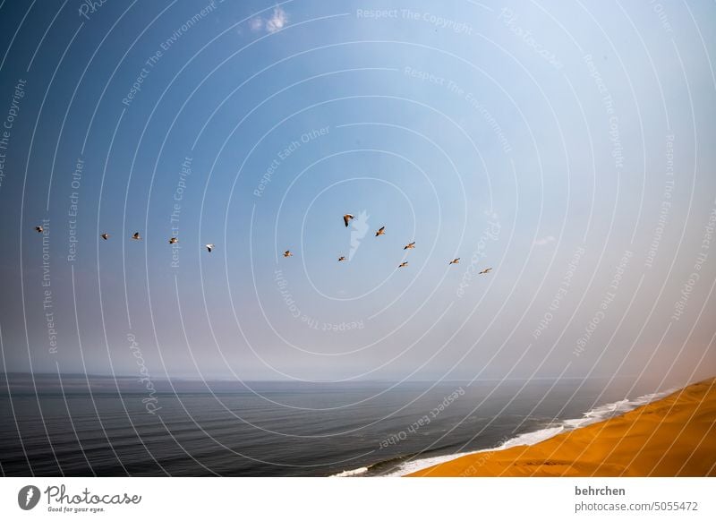 der traum von freiheit Pelikane fliegen Sanddüne Vögel Dunes beeindruckend magisch Düne traumhaft Swakopmund Ferien & Urlaub & Reisen Horizont Himmel Wärme