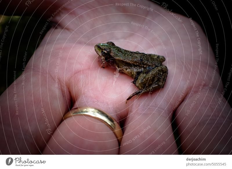 Kleiner Frosch gefunden. Zum Betrachten  in die Hand genommen. Detailaufnahme Farbfoto Pflanze Farbe Außenaufnahme Natur Menschenleer Nahaufnahme Tier Tag