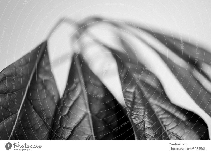 Blätter einer Avocado-Pflanze, Struktur und Form, in schwarz-weiß Blatt hängen Bogen elegant Blattstiel Blattadern Blattspreite Blattfläche Blattrand