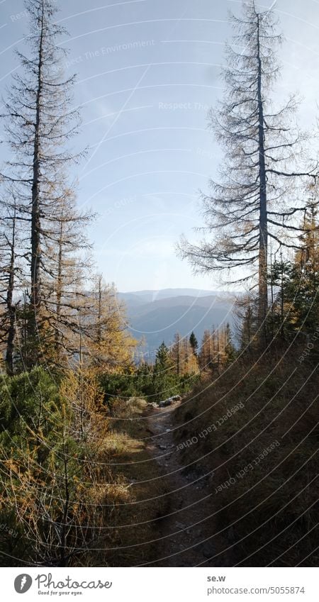 Alpiner Wanderweg mit Fernblick und Lärchenwald im Herbst Alpen Klettersteig wanderweg alpine Landschaft Rax Kiefer sonnig Wolkenloser Himmel Einsamkeit