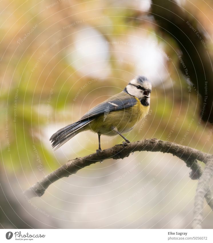 Singende Blaumeise im November Vogel Natur Meisen Farbfoto Tierporträt klein niedlich Umwelt Schwache Tiefenschärfe Tag Ganzkörperaufnahme blau gelb