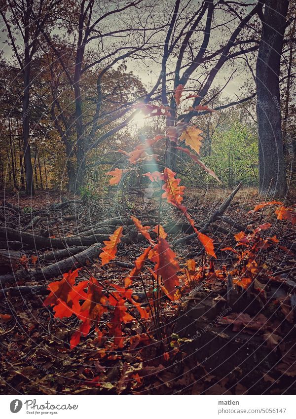 Herbstlicher Wald Gegenlicht Sonnenschein Laub Baum Blätter Herbststimmung Herbstfarben Äste Jahreszeiten Vergänglichkeit Außenaufnahme Rot