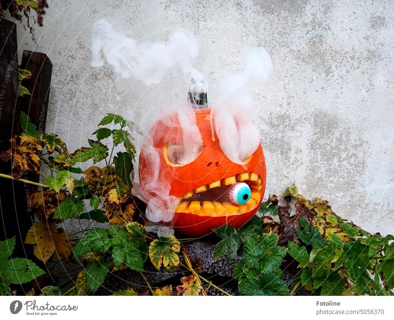 Der Halloweenkürbis raucht vor Wut, da von seinem Snack nur noch ein Augapfel übrig ist, auf dem er jetzt herumkaut. Kürbis orange Herbst Lebensmittel Gemüse