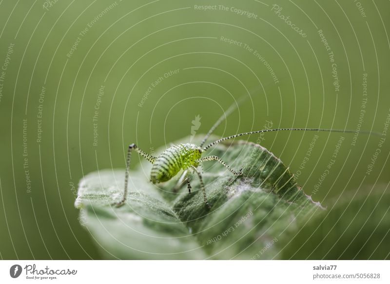 kleiner Hüpfer mit langen Fühlern sitzt auf einem Blatt Grashüpfer Larve grün Insekt Langfühlerschrecke Makroaufnahme Natur Tier Heuschrecke Farbfoto 1