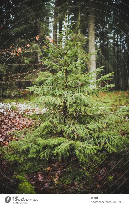Steht ein Bäumlein im Walde… Baum Tanne Tannenbaum Weihnachtsbaum grün Weihnachten Tradition klein einzeln Einzelgänger Außenseiter Herbst Winter Advent