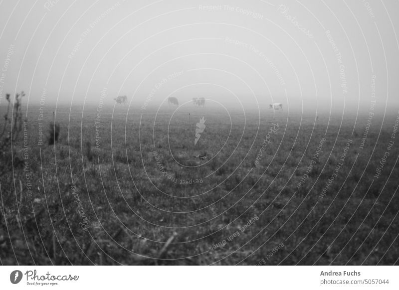 Kühe im Nebel Schwarzweißfoto Wiese Tristesse Novemberstimmung herbst