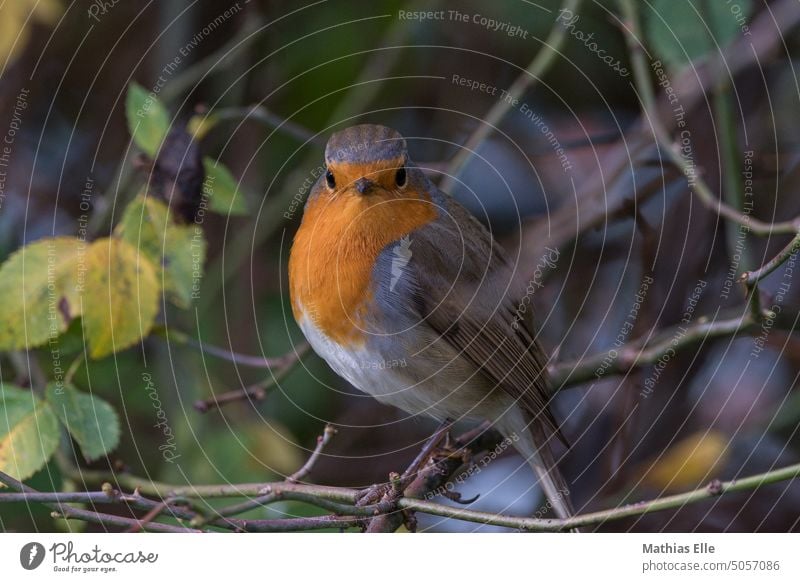 Rotkehlchen auf einem Ast - Guckt gespannt in die Kamera Vogel Vogelbeobachtung Tierporträt vogelporträt Busch Natur Naturfotografie Vogelschau Vogelauge Auge