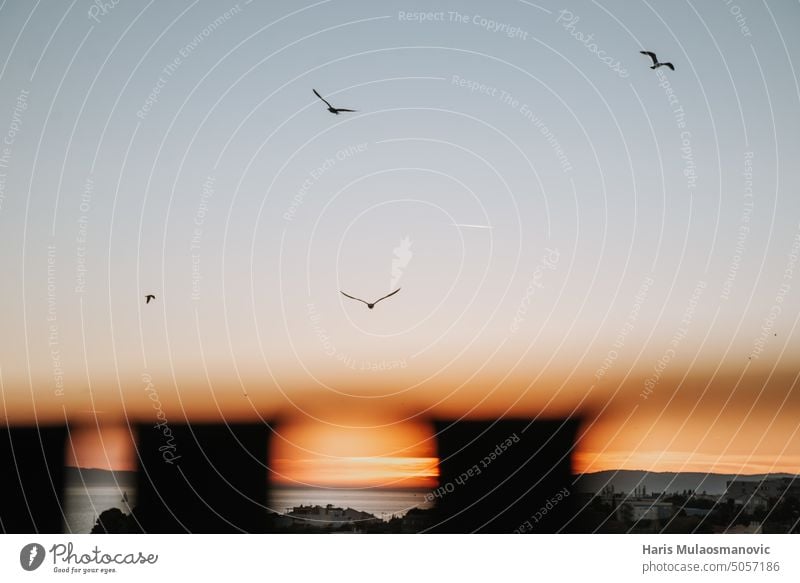 schönen Sommer Sonnenuntergang Szene mit Vogel fliegen in der Ferne Hintergrund Vögel blau Textfreiraum Morgendämmerung Abend Flug Fliege Menschengruppe
