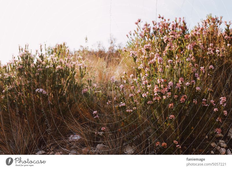 Mediterrane Heide erika Heidekraut Marseille Calanques Wanderung Provence Provenzalisch Vegetation Pflanzen Wegrand Blühend blühen rosa Herbstpflanzen Sonne