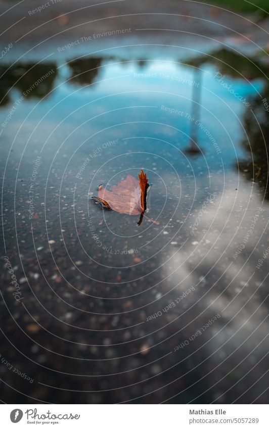 Braunes Laubblatt schwimmt in einer Wasserpfütze mit einer Spiegelung Wasseroberfläche Pfütze Pfützenbild Spiegelung im Wasser blau Blauer Himmel Blatt