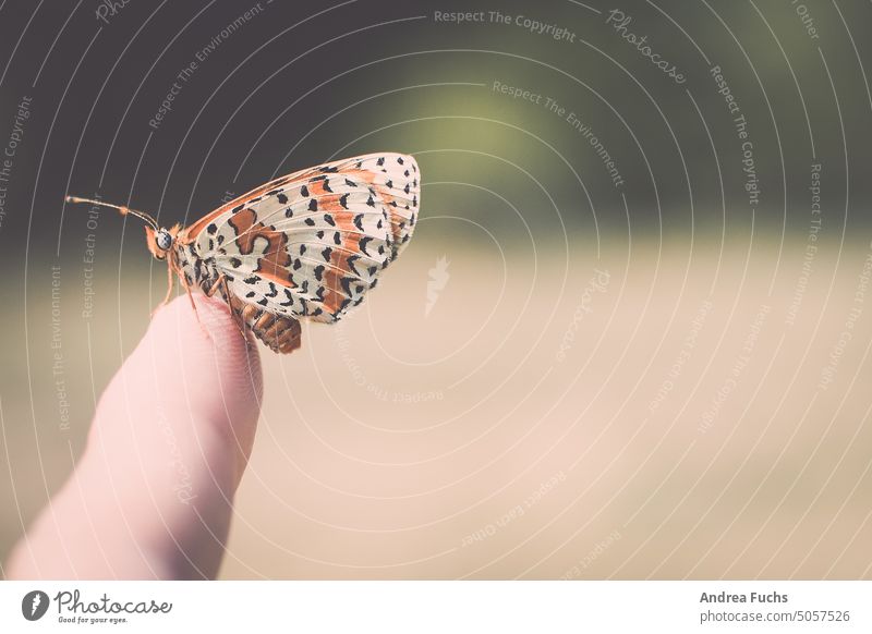 Schmetterling auf Finger Falter finger Nahaufnahme Makroaufnahme