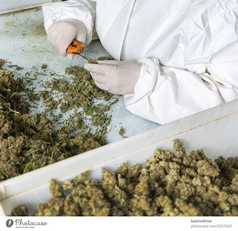 Arbeiterin mit Handschuhen, die mit einer Schere Marihuanablätter von trockenen Knospen abschneidet Hände entgittern Inszenierung medizinisch Cannabis cbd