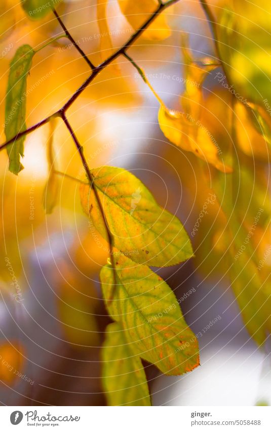 Goldener Herbst (Zweig mit buntem Laub) golden Blätter Natur Saison im Freien Laubwerk natürlich Herbststimmung Herbstfarben Herbstlaub Herbstsaison herbstlich