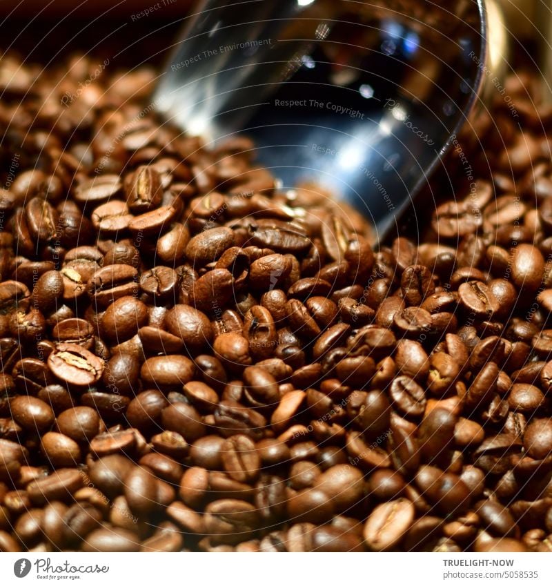 Eine chromglänzende Schaufel mit Lichtreflexen steckt in einem Haufen frisch gerösteter Kaffebohnen Kaffee ganze Bohnen Glanz Reflexe Café Espresso braun