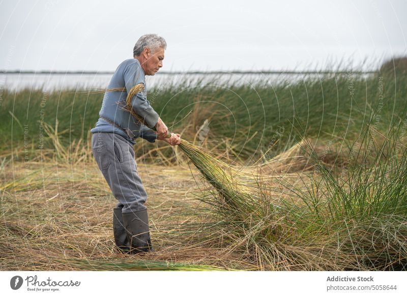 Hispanischer Mann sammelt Gras am See abholen Feld verdrehen Haufen Arbeit Ackerbau Landschaft männlich reif Lebensmitte hispanisch ethnisch Sommer Wochenende