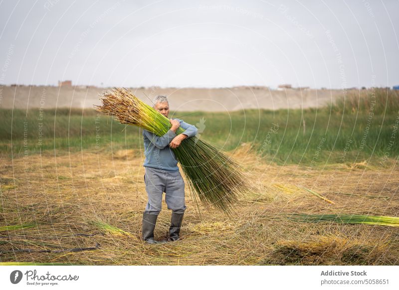 Hispanischer Mann pflückt Gras auf einem Feld Landwirt pflücken Landschaft abholen Pflanze männlich reif Lebensmitte hispanisch ethnisch lässig graues Haar