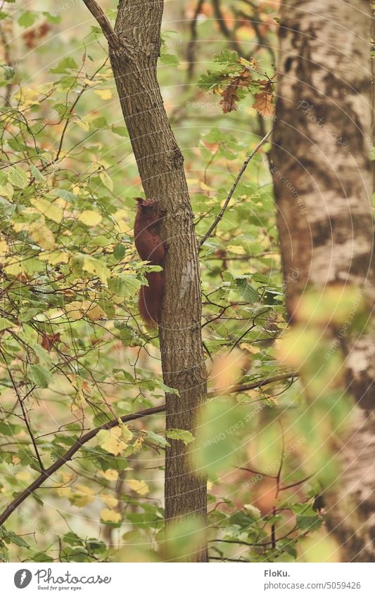 Rotes Eichhörnchen klettert an Baum empor rot rotes eichhörnchen Tier Natur Wald niedlich Wildtier Fell Säugetier Sciurus vulgaris wild weich kuschlig Ast