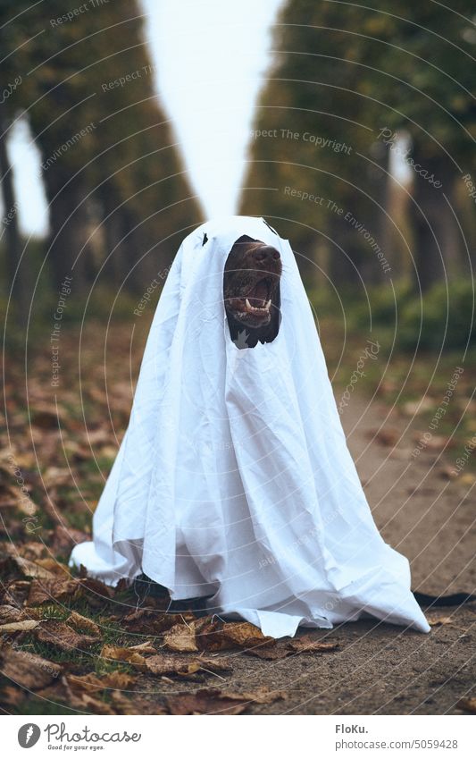 Hund verkleidet als Gespenst Verkleidung gruselig Halloween Labrador braun dunkel Laken Geist Angst spukhaft Karneval unheimlich lustig albern Blödsinn Party