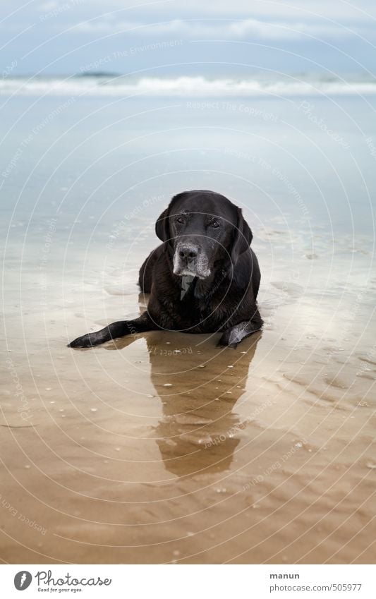 have a break Ferien & Urlaub & Reisen Strand Meer Natur Landschaft Sand Wasser Küste Nordsee Haustier Hund Labrador 1 Tier Erholung liegen Blick warten alt