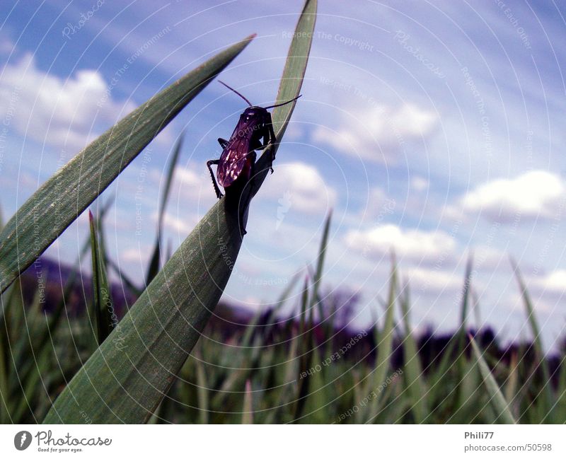 Krabbeltier Insekt Wiese Sommer Tier Blume grün Himmel Käfer Blauer Himmel Fliege grass