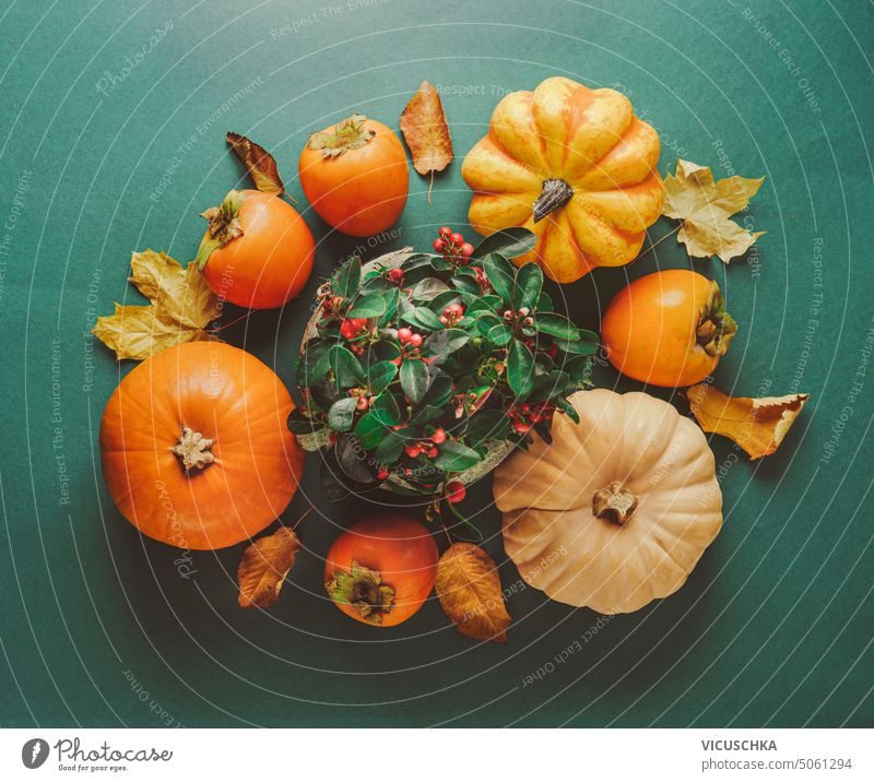 Herbstkomposition mit Kürbissen, Herbstblättern, Cotoneaster Herringbone und Kaki-Früchten auf dunkelgrünem Hintergrund, Draufsicht Zusammensetzung Herbstlaub