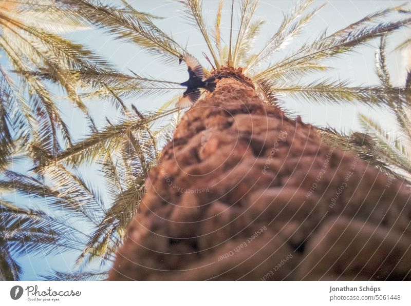 Fliegender Vogel an Palme in Israel Filmmaterial Isreal Korn Naher Osten Reisefotografie Reisen Sommer Süden Wüste analog Landschaft Oase froschperspektive