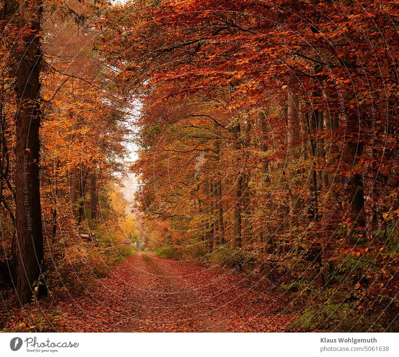 Herbstlicher Waldweg, bedeckt vom Fallaub der Buchen an einem trüben Oktobertag herbstlich Herbstlaub Herbstfärbung goldener herbst Falllaub Einsamkeit