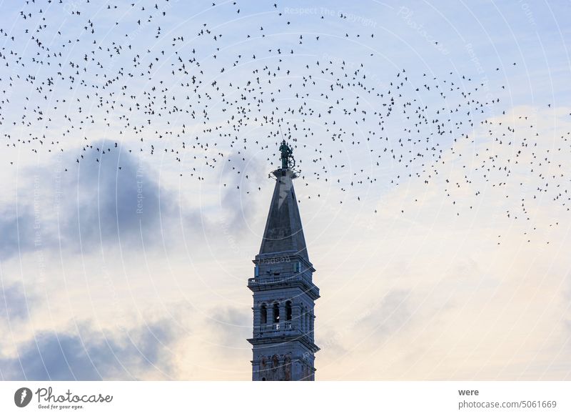 Ein Schwarm Stare fliegt am Abend als Zugvogel um den Turm der Kirche der Heiligen Euphemia in der Stadt Rovinj in Kroatien MEER Hl. Euphemia Wasser Tier