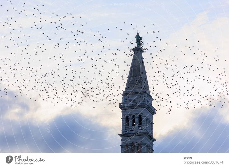 Ein Schwarm Stare fliegt am Abend als Zugvogel um den Turm der Kirche der Heiligen Euphemia in der Stadt Rovinj in Kroatien MEER Hl. Euphemia Wasser Tier