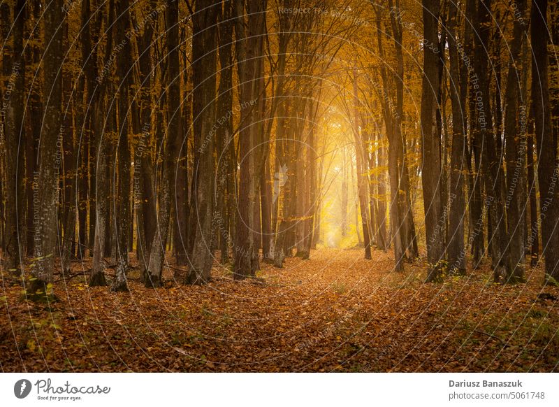 Ein Weg mit Licht im Herbstwald Blatt Wald Natur Baum Holz fallen Sonnenlicht im Freien gelb Saison malerisch Landschaft Nebel Laubwerk Waldgebiet Fußweg
