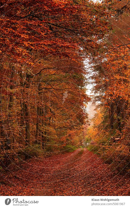 Herbstlicher Waldweg, bedeckt vom Fallaub der Buchen an einem trüben Oktobertag, gespiegelte Version Herbstfarben Herbstlaub Buchenlaub herbstlich Herbstfärbung