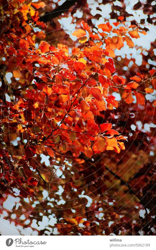 Herbstbild, Blätter der Rotbuche herbstlich Buche Herbstfärbung rot Herbstlaub Baum Herbststimmung Herbstfarben