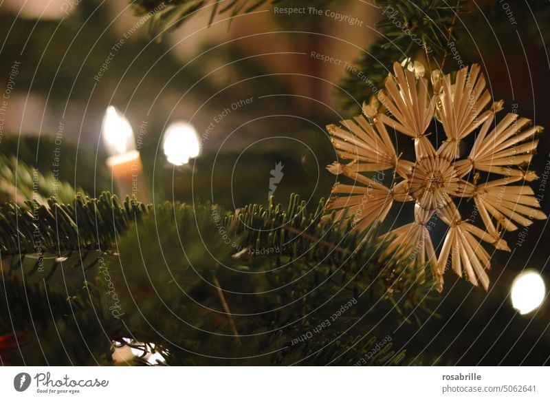 Strohstern am Weihnachtsbaum Weihnachten Deko Dekoration Weihnachten & Advent Baum Christbaum Christbaumschmuck Licht leuchten Stern Tanne Tannenbaum