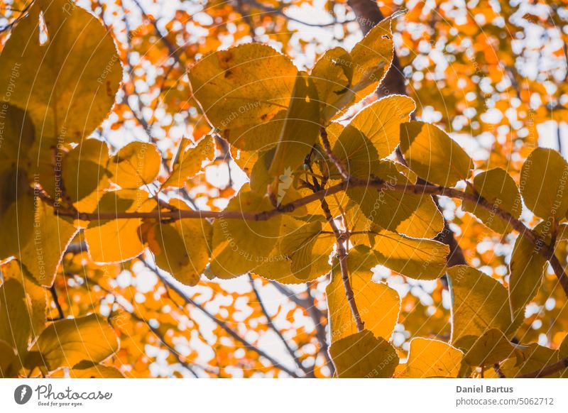 Herbstliche gelbe Blätter des Baumes im strahlenden Sonnenlicht Almere Herbstfarben Herbstlaub Herbstblattfarbe Hintergrund schön Schönheit blau Unschärfe
