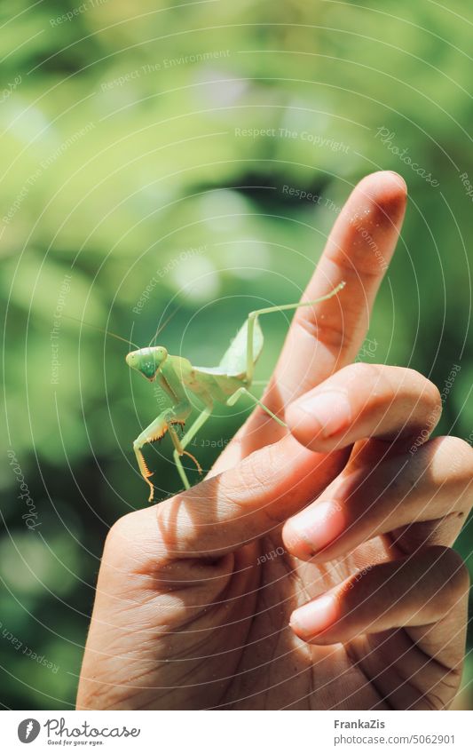 Eine menschliche  Hand hält behutsam eine Gottesanbeterin Tierporträt Insekt Tierliebe Faszination Natur Kontaktaufnahme Nahaufnahme grün wildlife Wildtier