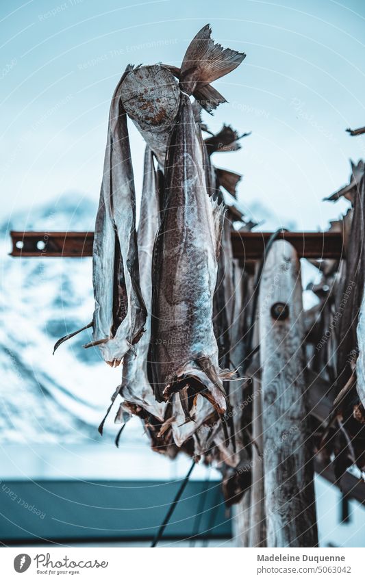 Stockfisch wird in Norwegen draussen an der frischen Luft getrocknet Kabeljau Lofoten konservieren Natur Naturgetrocknet Spezialität Fisch Meeresbrise Skrei