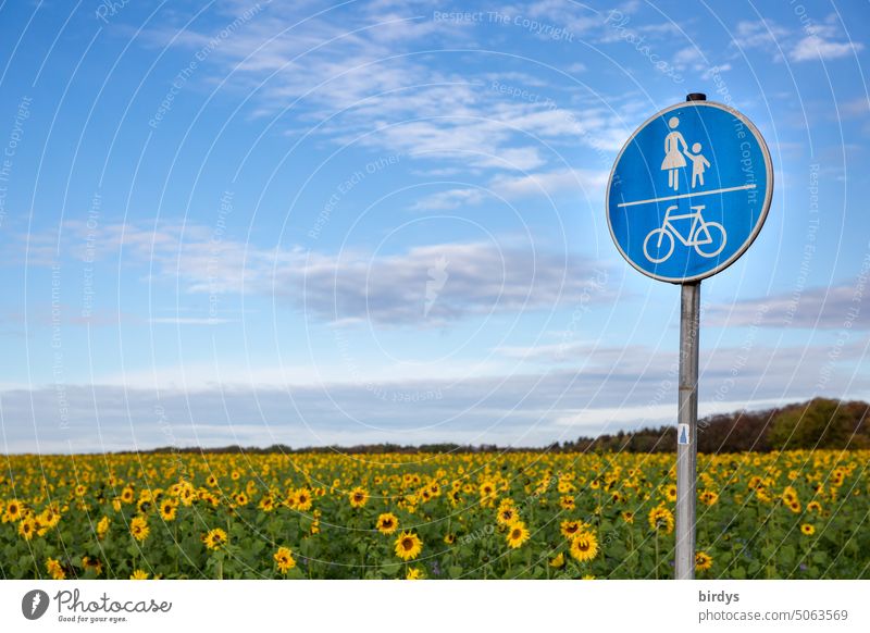 Verkehrsschild Fußgänger- und Fahrradweg vor einem Sonnenblumenfeld bei blauem Himmel Mobilität emissionsfrei Fahrradfahren klimafreundlich nachhaltig Fitness