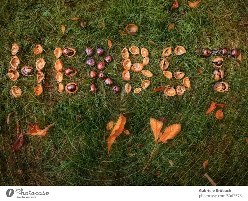 Herbst - Wort im Gras mit Kastanien und Blättern Wortspiel Kastanienblatt Blatt Herbstlaub vor Ort herbstlich Natur Jahreszeiten Herbstbeginn braun gelb orange