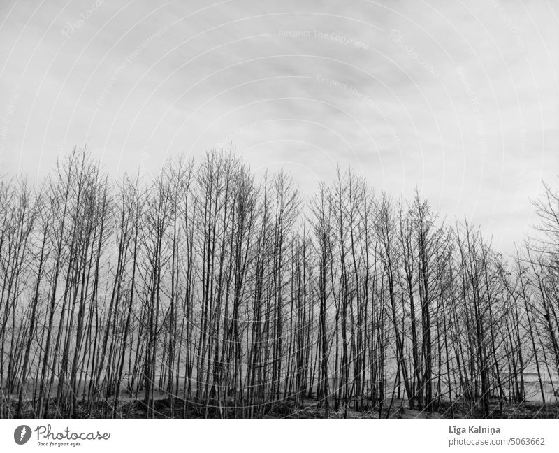 Kahle Bäume im Herbst Natur Landschaft Wald Umwelt Baum Holz Forstwirtschaft Nadelbaum Winter grau Himmel Silhouette