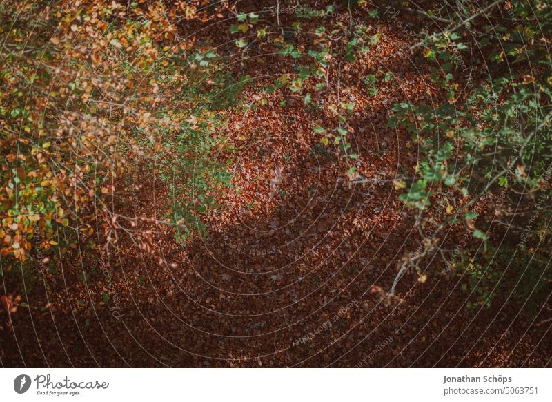 Waldboden Draufsicht im Herbst Laub Vogelperspektive Schatten Sonnig Äste braun Natur Menschenleer Baum Außenaufnahme Pflanze Umwelt Blätter Blatt herbstlich