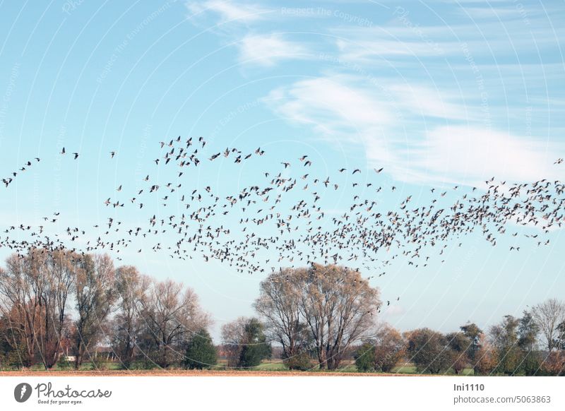 Wildgänse rauschen durch die Moorniederung Herbst Landschaft Tiere Vögel Zugvögel Vogeltrupp Schwarm Schwarmbildung am Himmel Bäume Sträucher Wolken