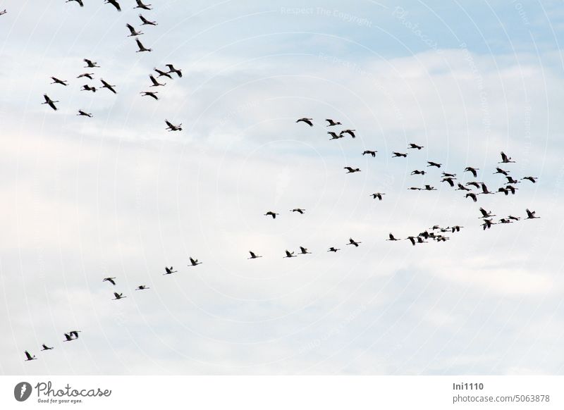 Zug der Kraniche Herbst schönes Wetter Sonnenschein Tiere Vögel Zugvögel Kraniche am Himmel Zugverhalten Schauspiel am Himmel Formation Glücksvögel Wolken