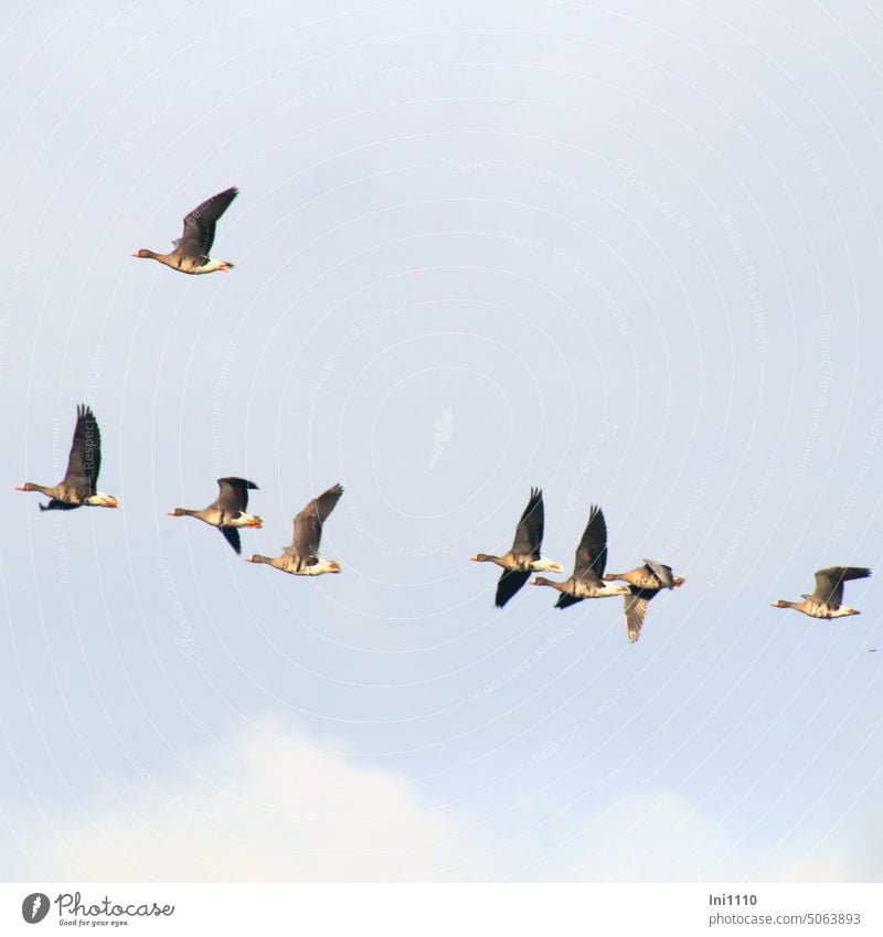 Blässgänse im Flug Tiere Tiergruppe Gruppe Vögel Feldgans Wildgans Himmel