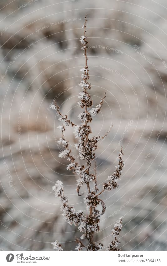 Gräser mit Frost beim Spaziergang in der Natur gold Herbst Sonnenuntergang Winter Stadpark Pflanzen Wald Eis kalt schnee Landschaft Außenaufnahme Nahaufnahme