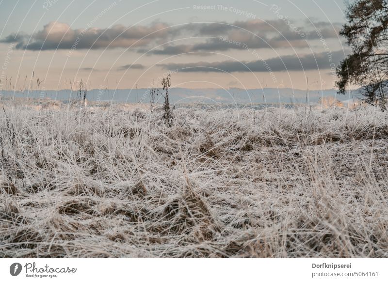 Gefrorene Gräser auf einer mit Frost bedeckten Wiese gold Herbst Sonnenuntergang Natur Winter Pflanzen Wald Eis kalt Schnee Spaziergang Landschaft Außenaufnahme