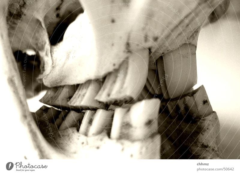 Biber II Skelett nagen Nagetiere Anatomie Schädel Gebiss beißen Fluss beaver cranium bone skeleton tooth teeth bite gnaw river tree barrage anatomy