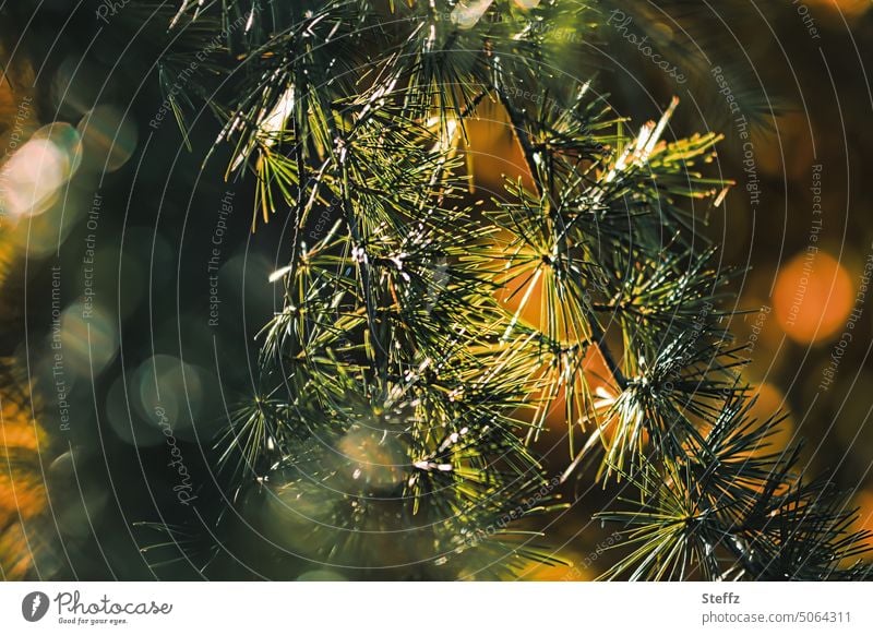 Lärchenzweige spielen mit Licht funkeln Lichtreflexe aromatisch Farben duftend Lärchennadeln Larix Grünpflanze Zweig Nadelbaumzweig Aroma Duft Nadelbaumzweige