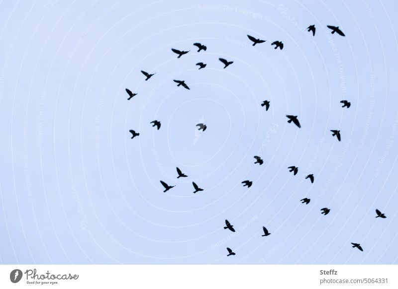 Vögel fliegen Stare Vogelflug Vogelzug Vogelschwarm fliegende Vögel Vogelschar Wildvögel Vogelbeobachtung Schwarm Freiheit frei zusammen blau melancholisch