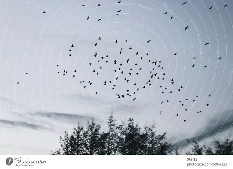 Vögel fliegen im Schwarm Stare Vogelschwarm Vogelflug Vogelzug fliegende Vögel Wildvögel Vogelschar Vogelbeobachtung Freiheit frei grau zusammen melancholisch