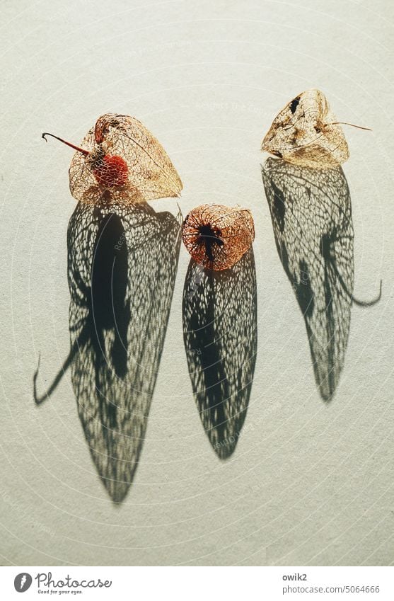 Drei Schwestern Zierpflanze Lampionblume Hülle durchsichtig Stengel Muster Strukturen & Formen Totale Licht Schatten Kontrast Silhouette Hintergrund neutral